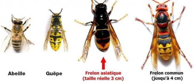 frelons, Cholet, guêpes, frelon, frelons asiatiques, urgence